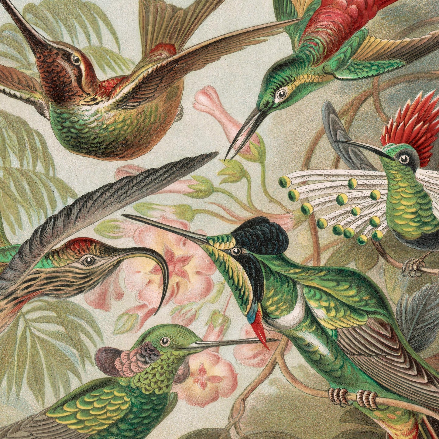 Affiche : Oiseaux de Paradis - Colibris - Hummingbirds - Ernst Haeckel