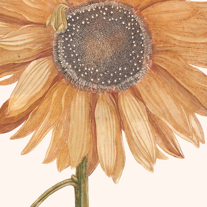 Canvas: Sunflower