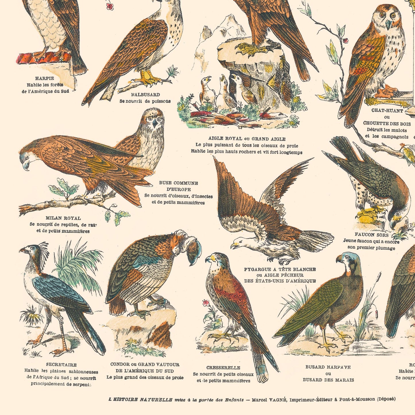 Poster: Birds, Diurnal Raptors and Nocturnal Raptors - Educational board