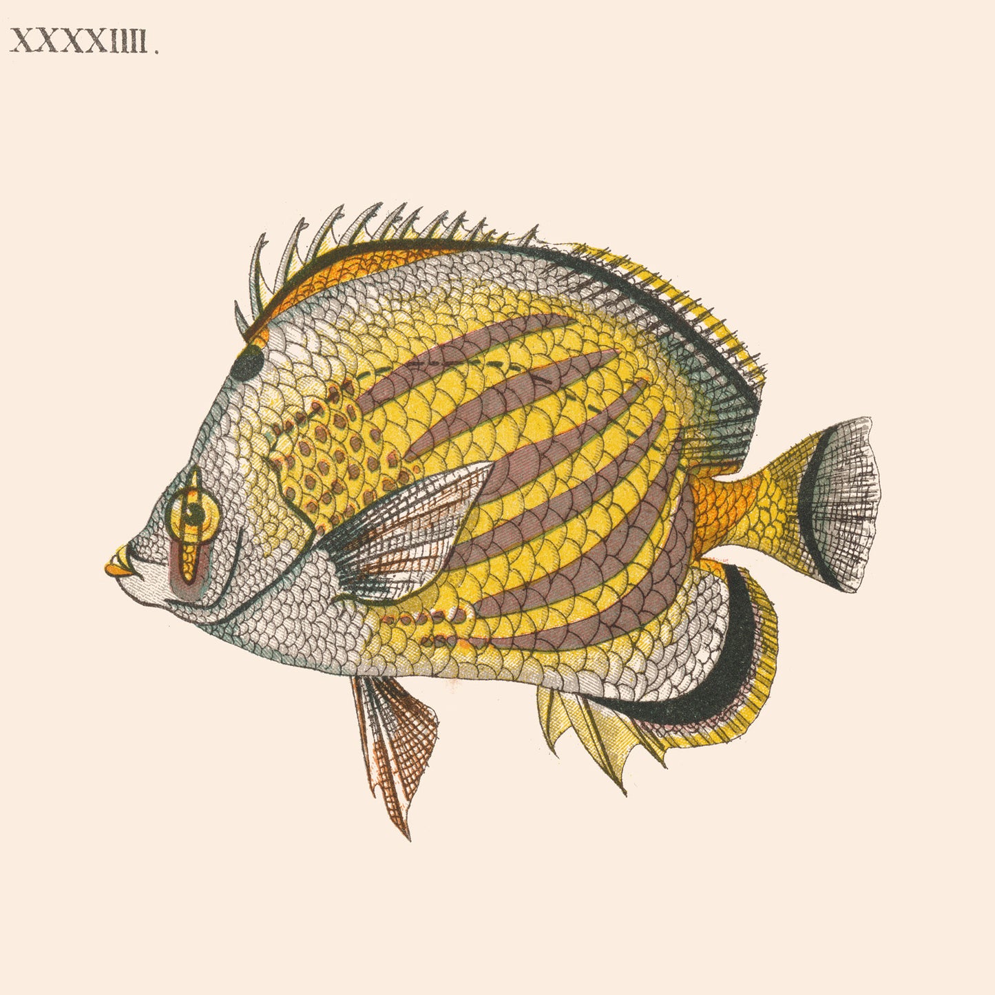 Affiche : Poissons - Zoologie XXXXIIII