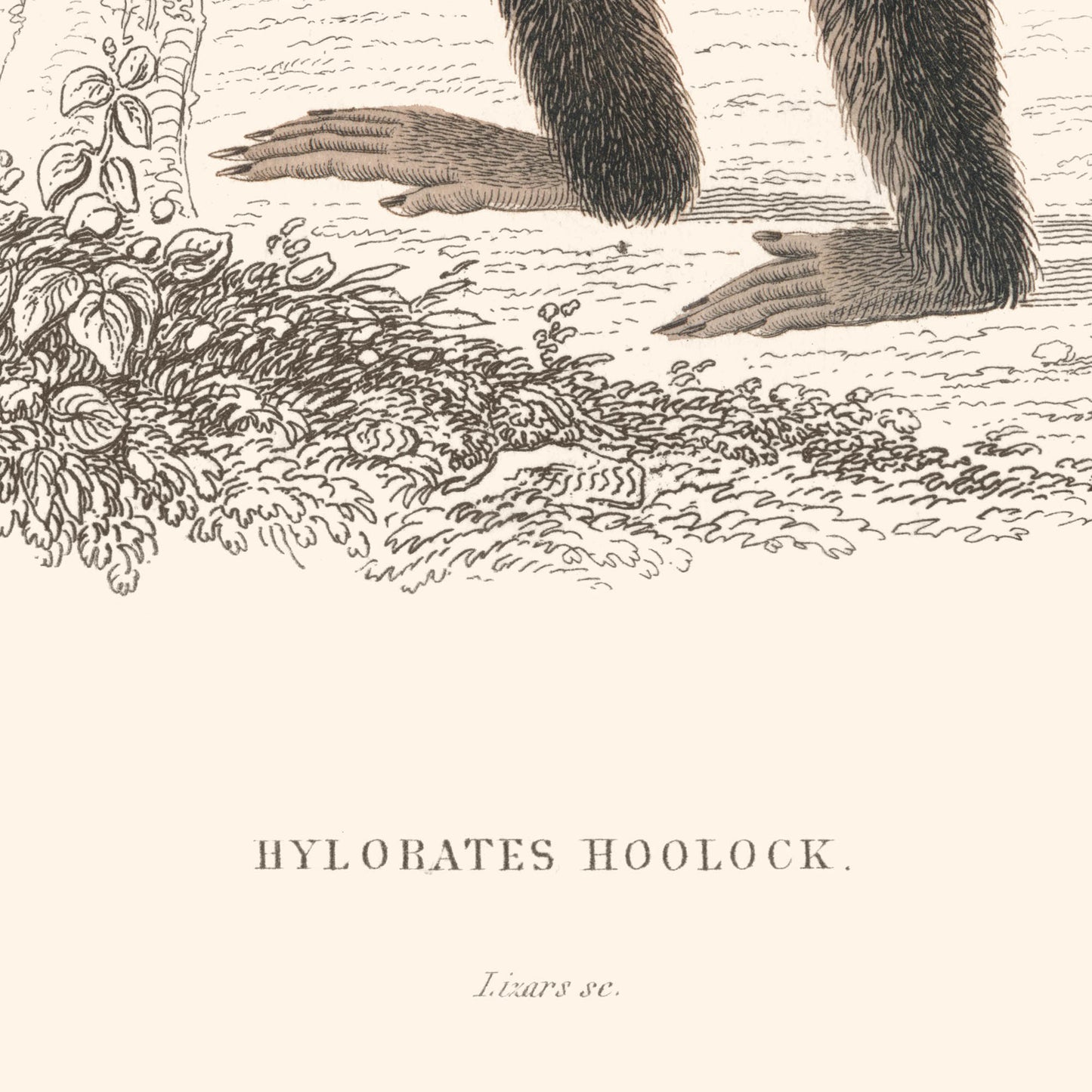 Affiche : Hylobates Hoolock (Hoolock Hoolock)