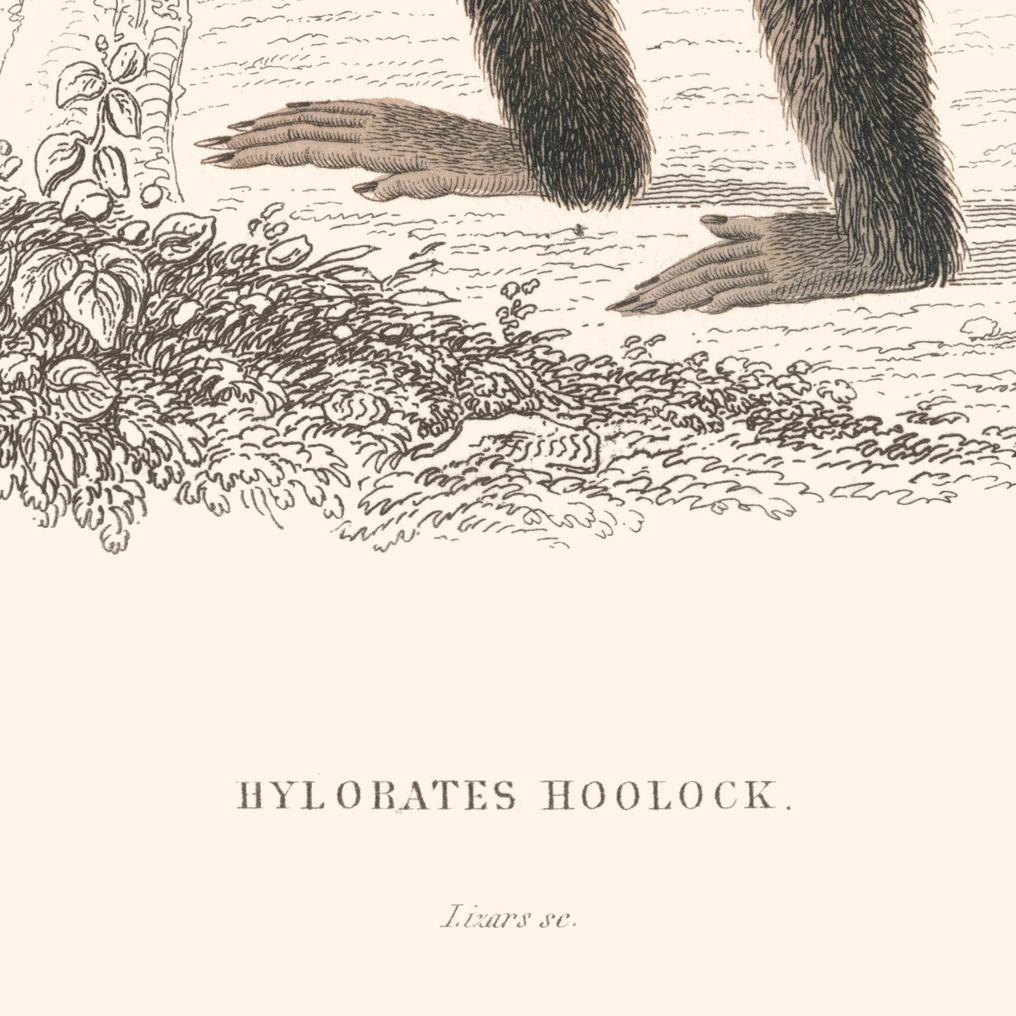 Poster: Hylobates Hoolock (Hoolock Hoolock)