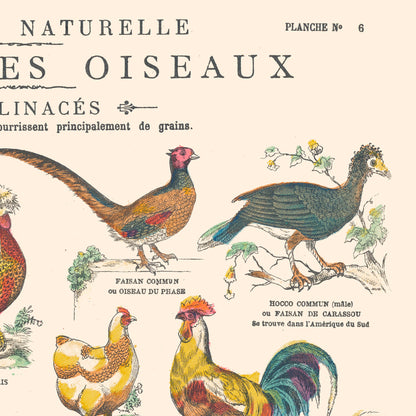 Affiche : Oiseaux, Gallinacés & Colombins - Planche éducative