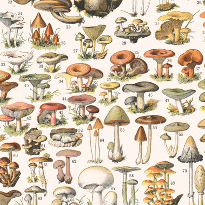 Affiche : Champignons I