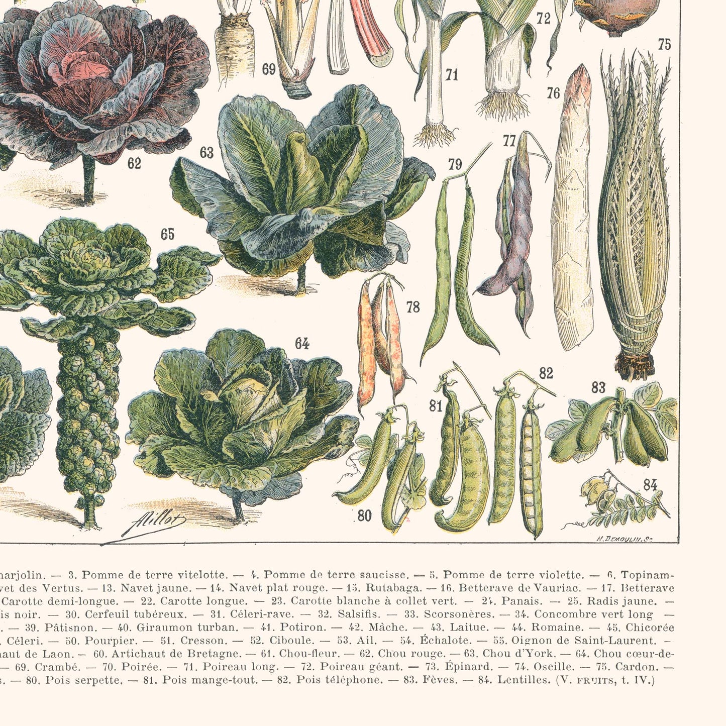 Affiche : Légumes et Plantes Potagères