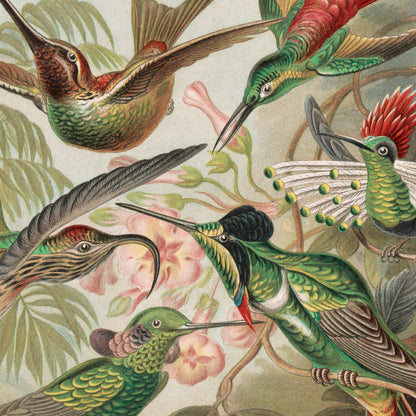 Canvas: Birds of Paradise - Hummingbirds - Ernst Haeckel