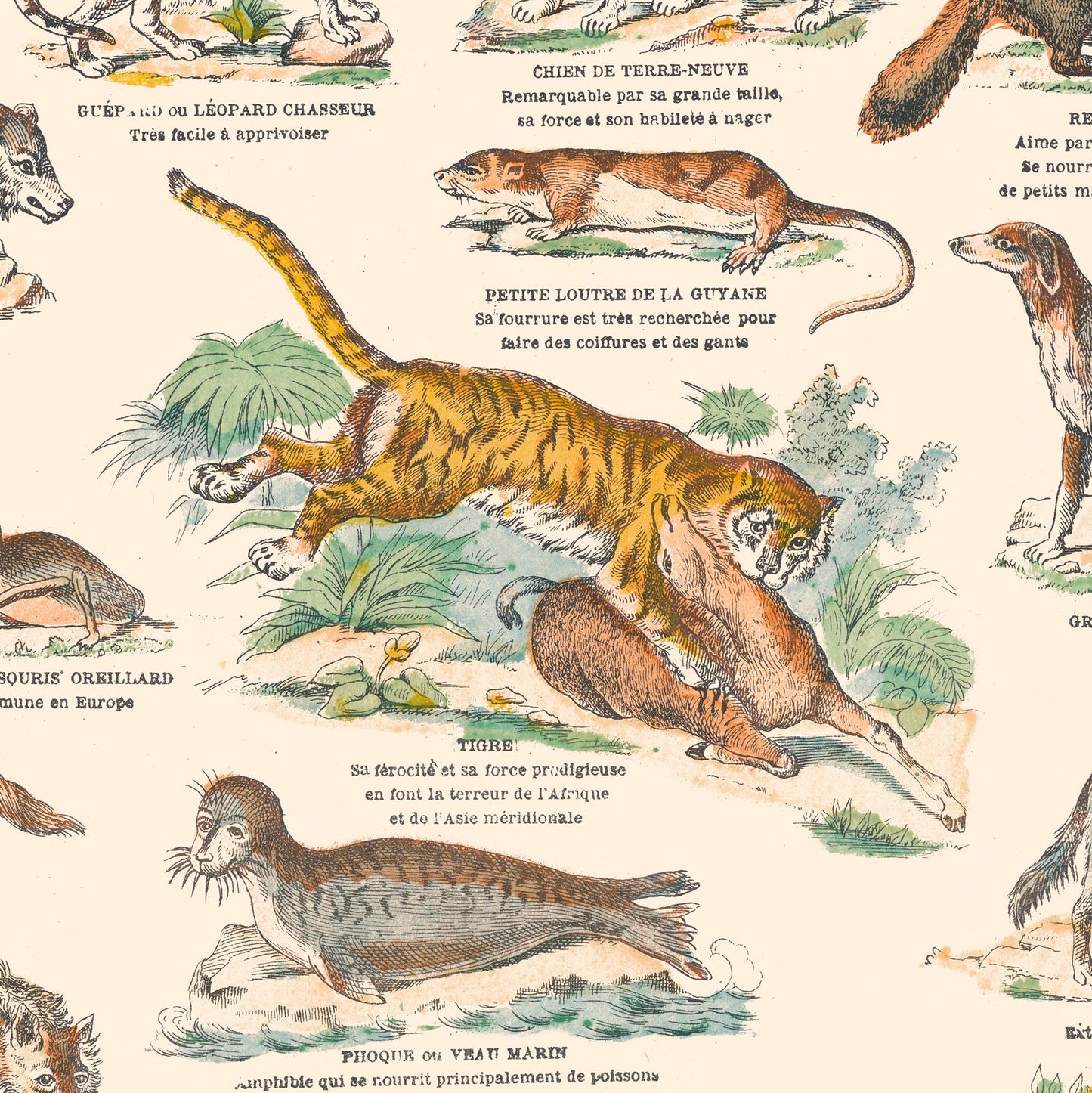 Poster: Mammals - Carnivores - Educational board