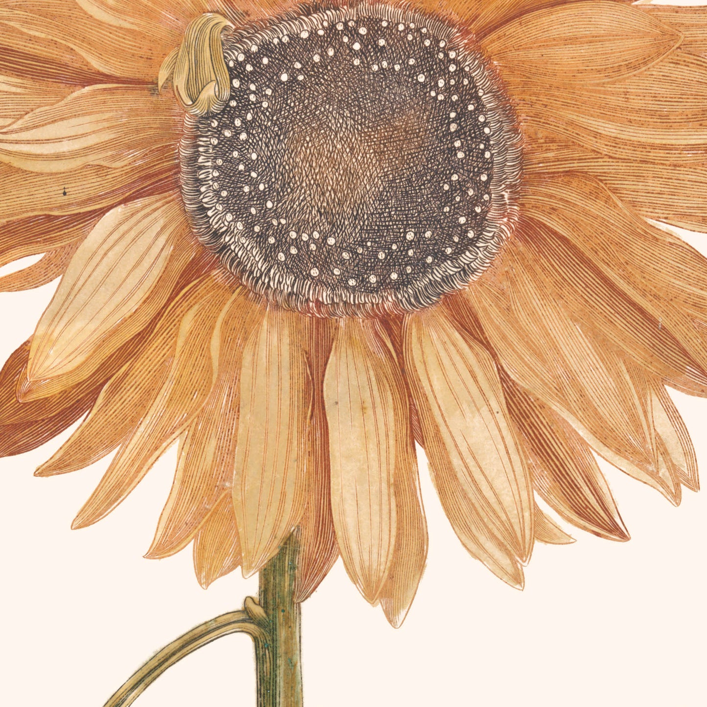 Affiche : Tournesol