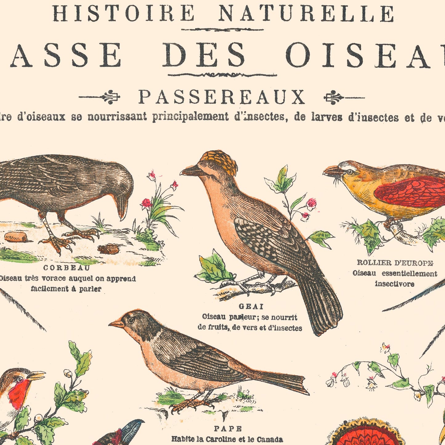 Affiche : Oiseaux, Passereaux II - Planche éducative