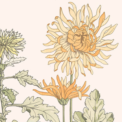 Poster: Chrysanthemum