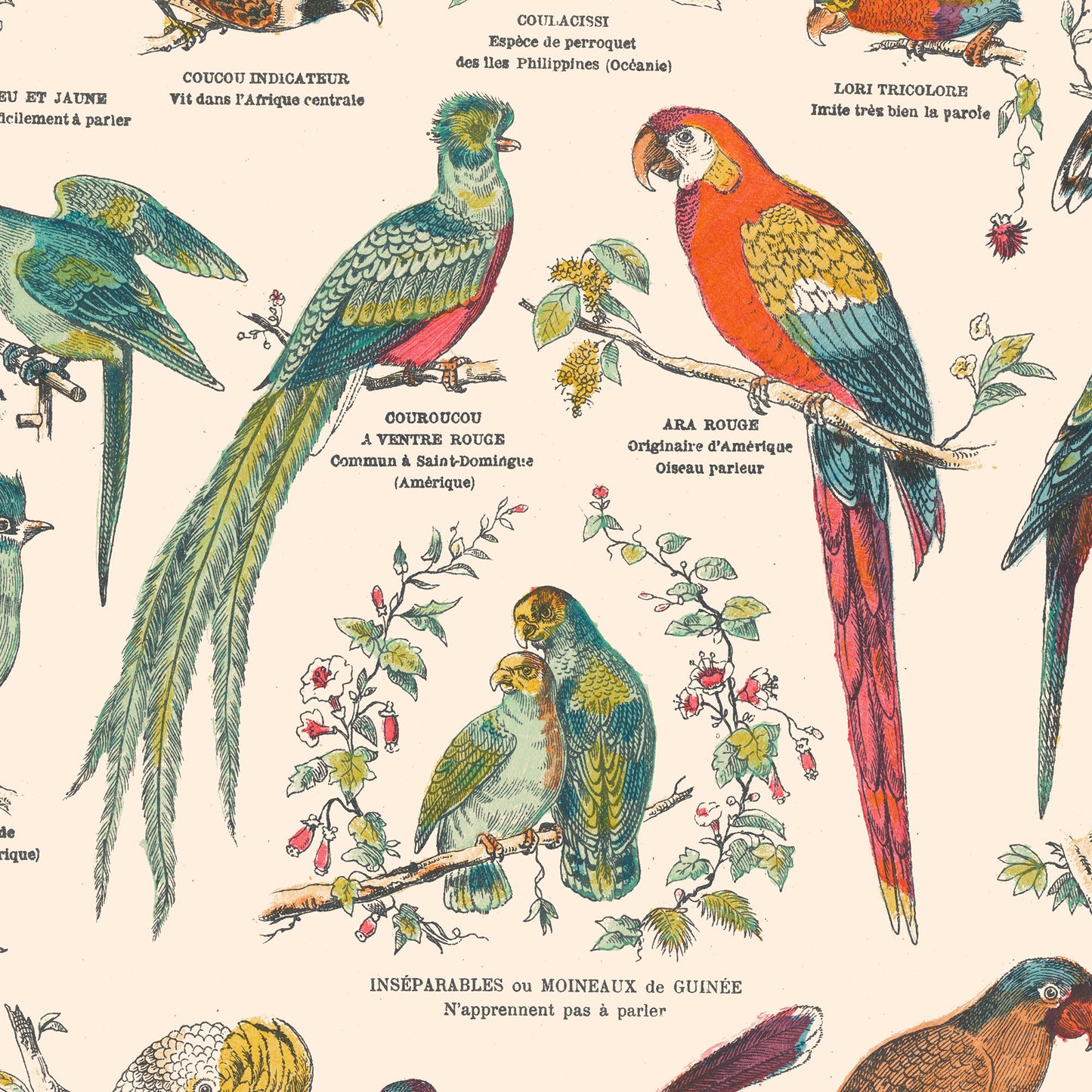 Affiche : Oiseaux, Grimpeurs - Planche éducative