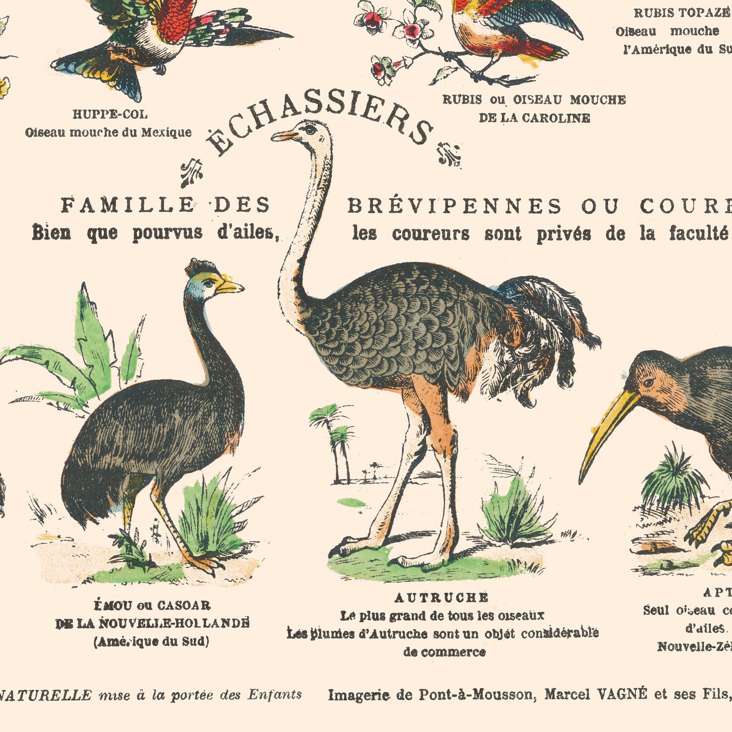 Affiche : Oiseaux, Passereaux et Échassiers - Planche éducative