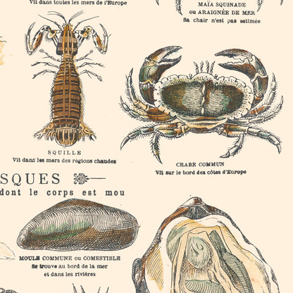 Affiche : Invertébrés - Crustacés Mollusques & Zoophytes - Planche éducative