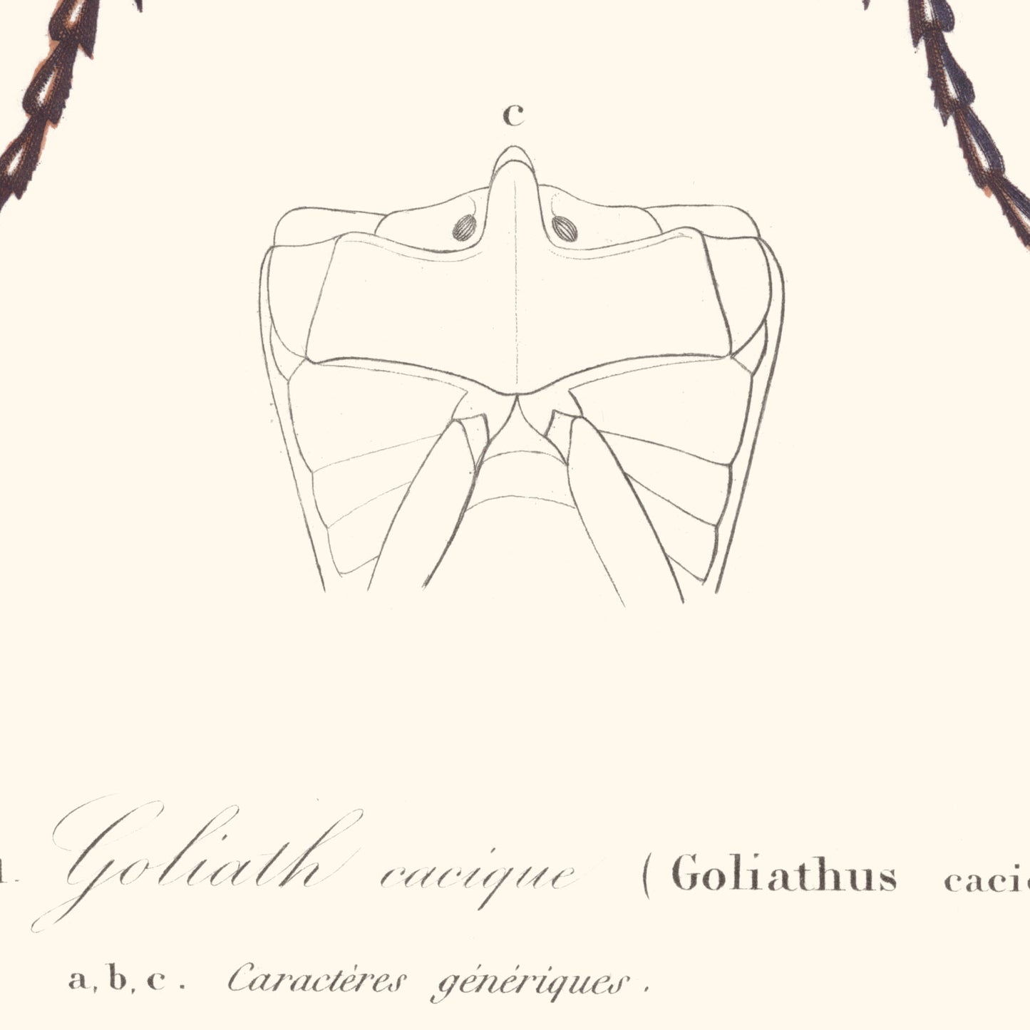Affiche : Coléoptère - Goliathus Cacicus