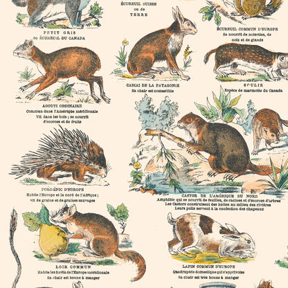 Poster: Mammals - Marsupials and Rodents - Educational board