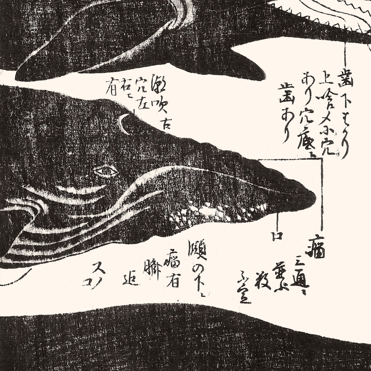 Diptych: Whales 鯨 Jokō roku 除蝗録 - Hasegawa Settan