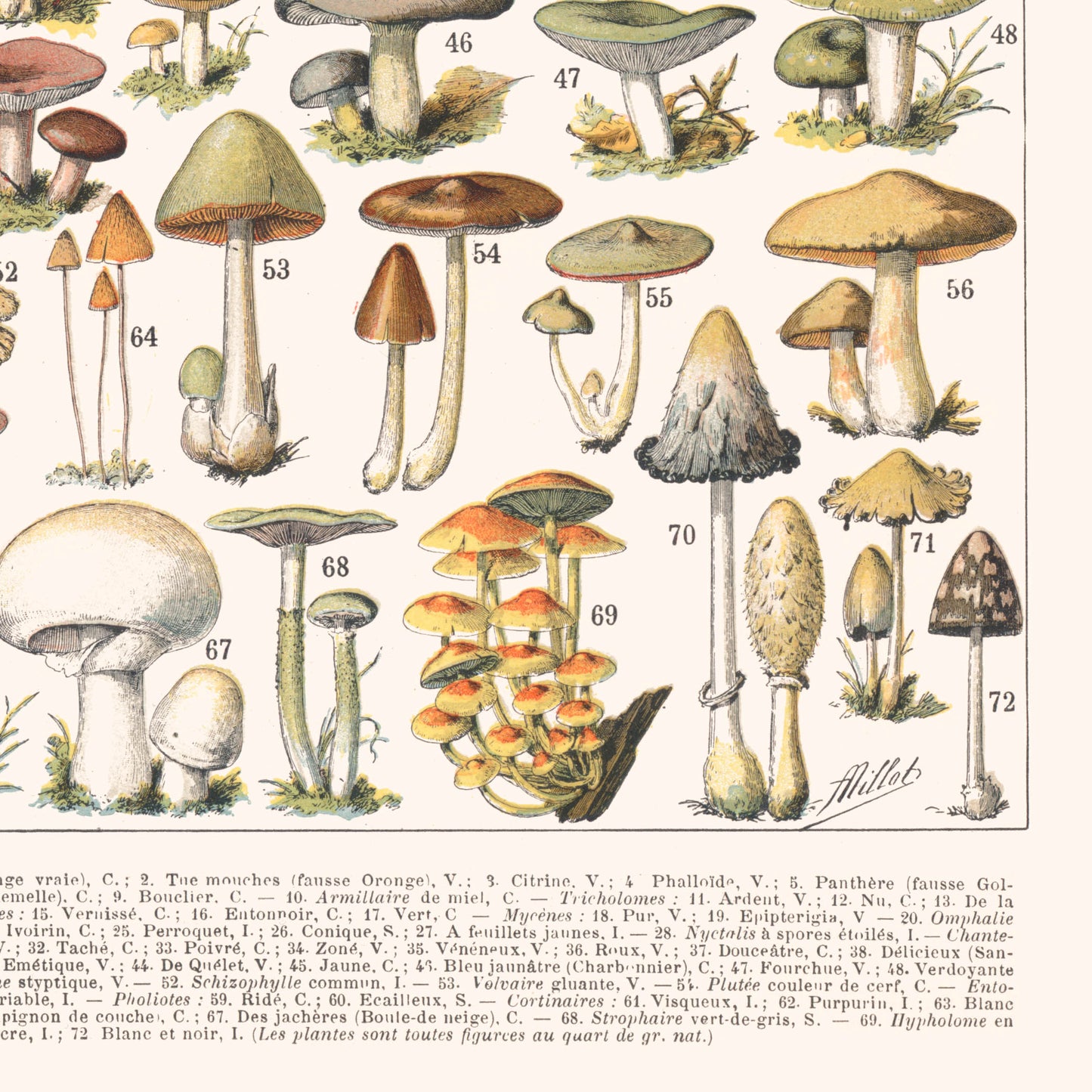 Toile : Champignons I