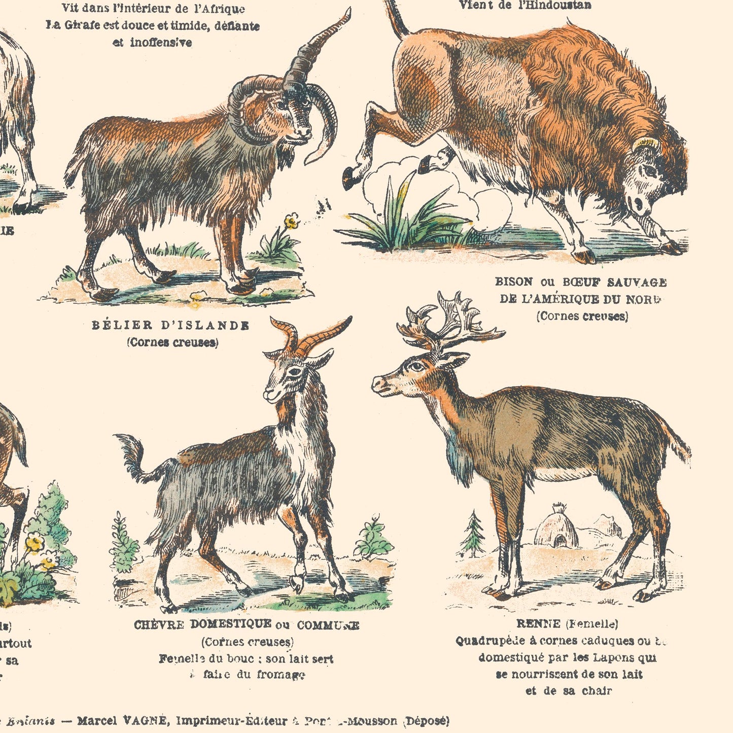 Poster: Mammals - Ruminants - Educational board