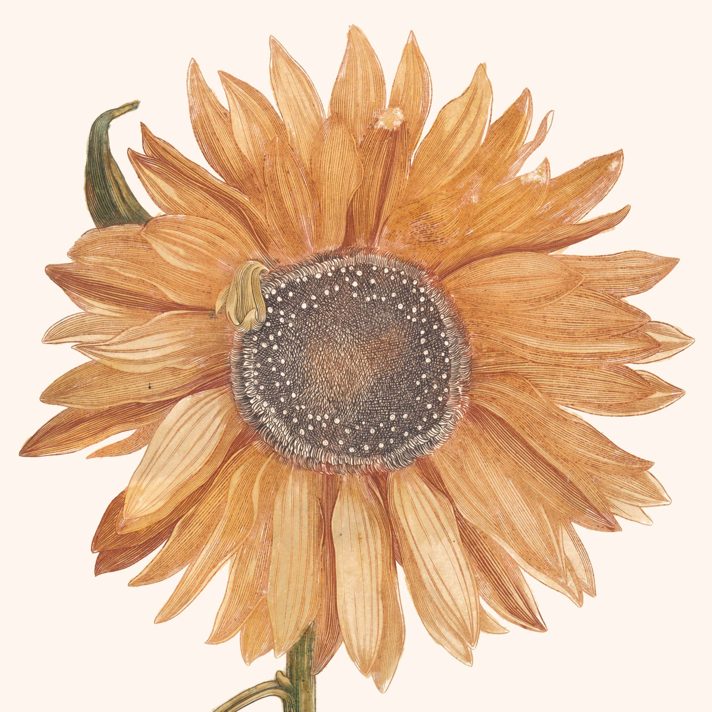 Canvas: Sunflower