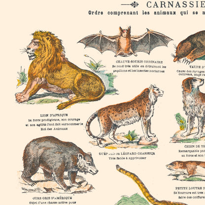 Poster: Mammals - Carnivores - Educational board