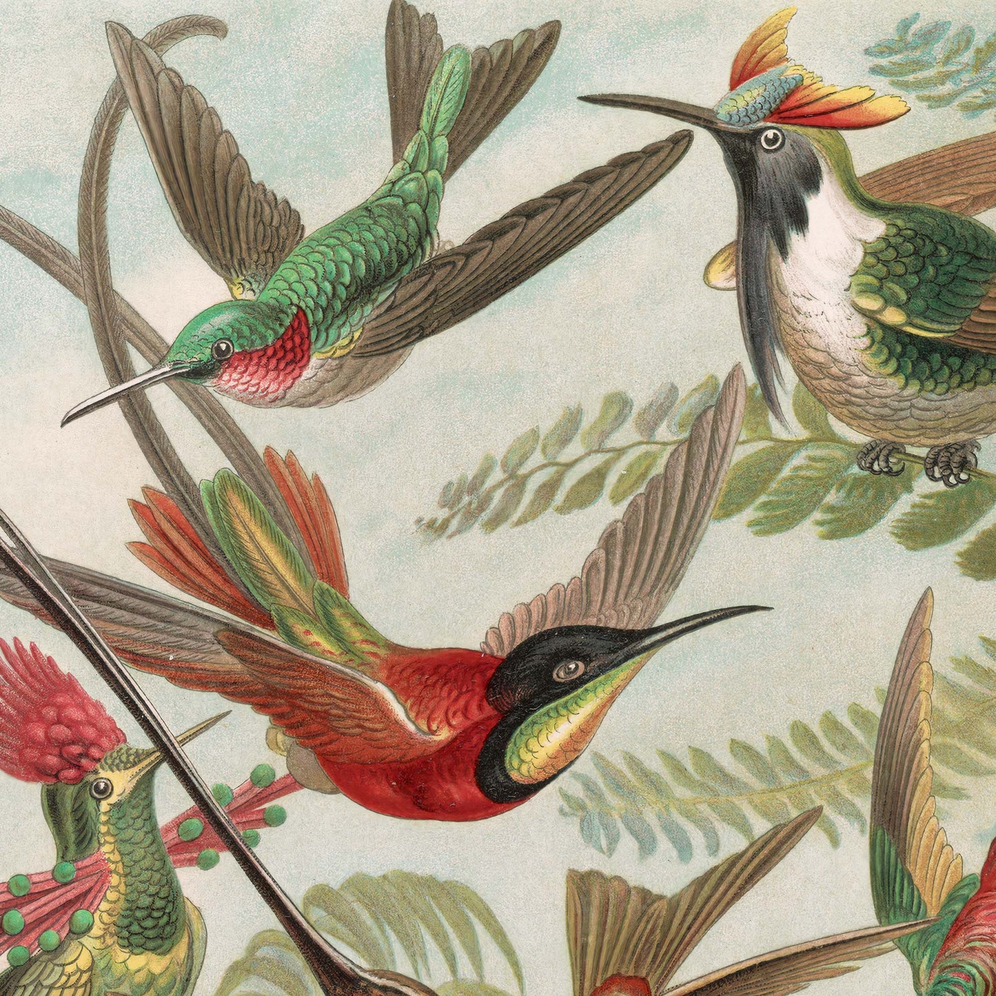 Canvas: Birds of Paradise - Hummingbirds - Ernst Haeckel