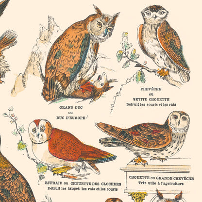 Affiche : Oiseaux, Rapaces Diurnes & Rapaces Nocturnes - Planche éducative