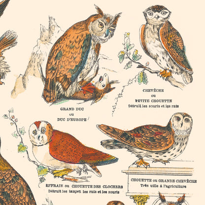 Poster: Birds, Diurnal Raptors and Nocturnal Raptors - Educational board