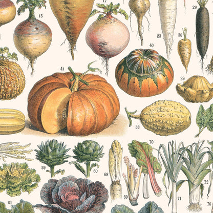 Affiche : Légumes et Plantes Potagères