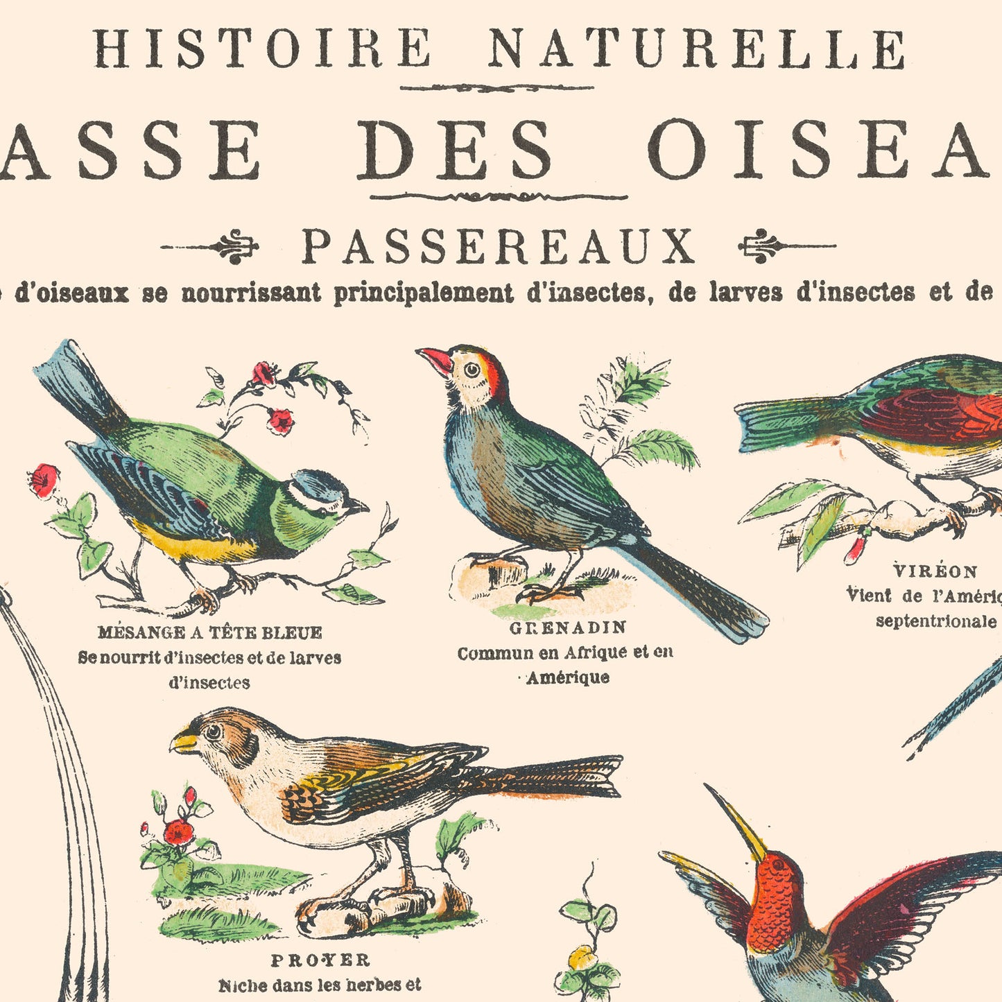 Affiche : Oiseaux, Passereaux et Échassiers - Planche éducative