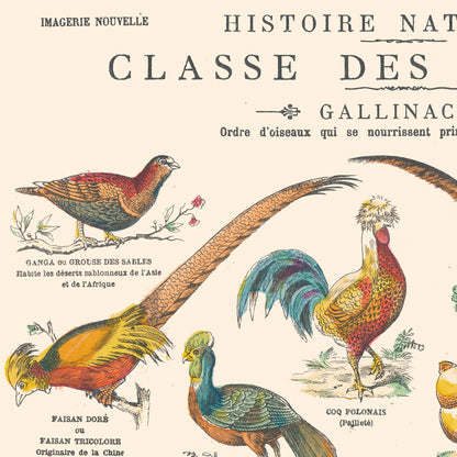 Affiche : Oiseaux, Gallinacés & Colombins - Planche éducative