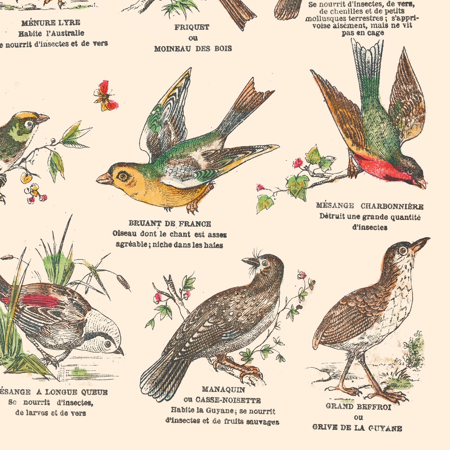 Affiche : Oiseaux, Passereaux II - Planche éducative