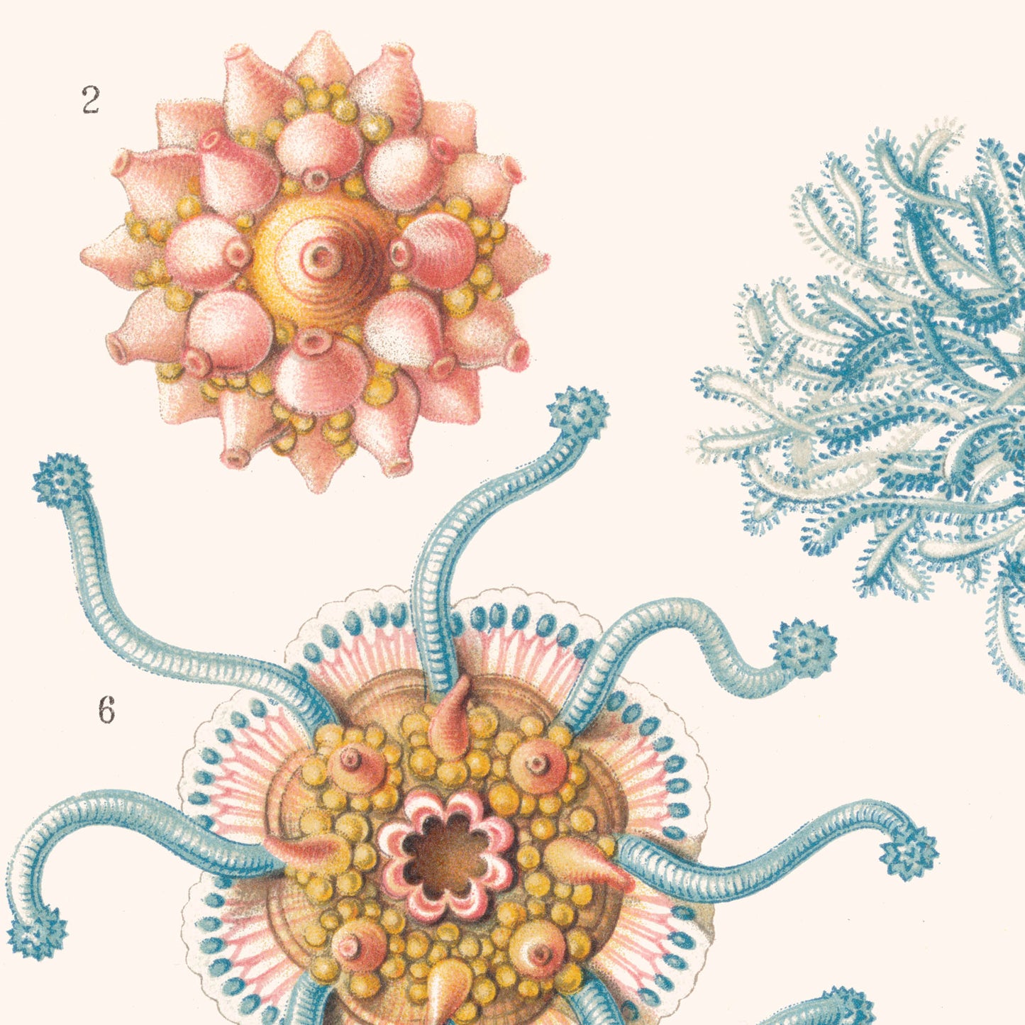 Affiche : Hydromedusen - Ernst Haeckel