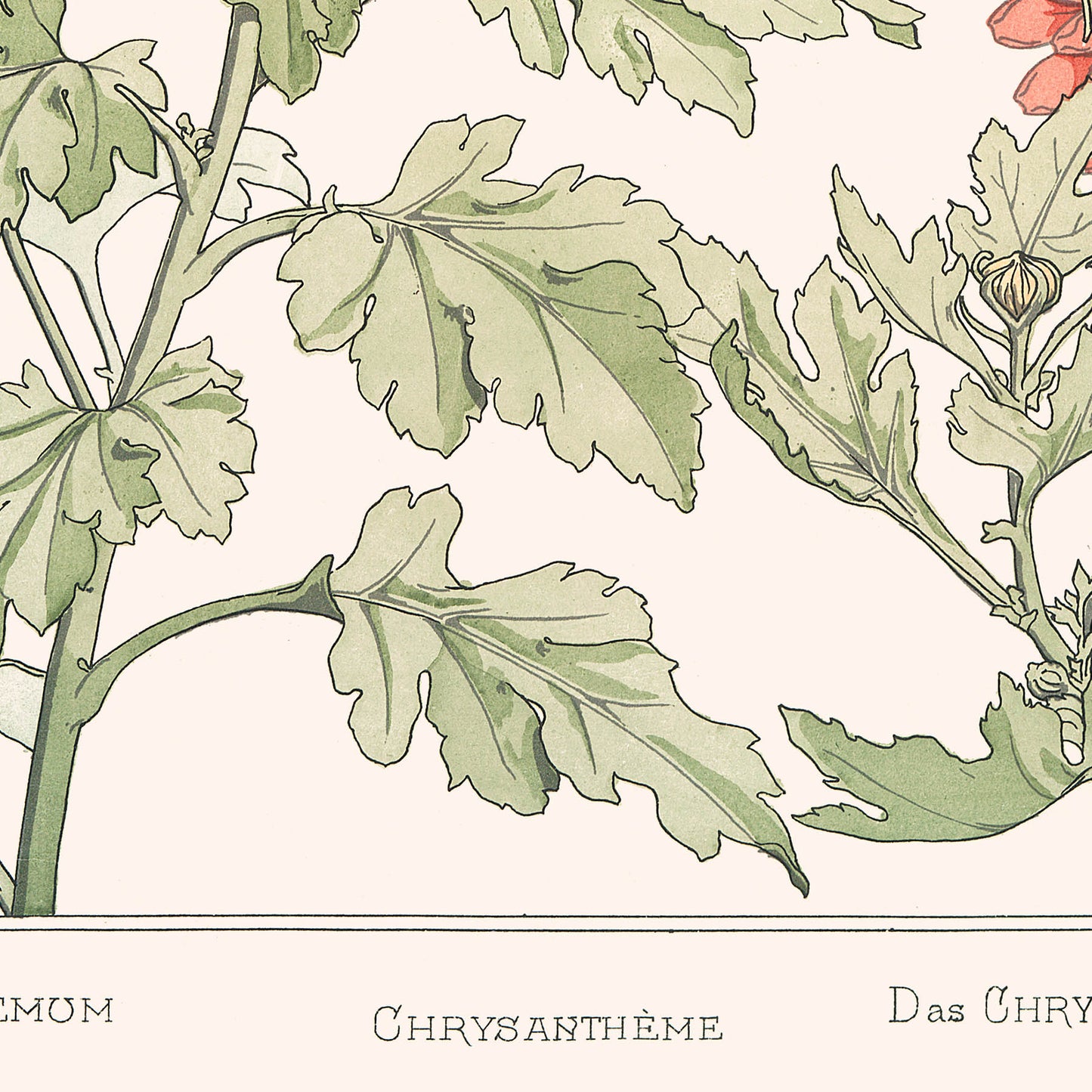 Affiche : Chrysanthème