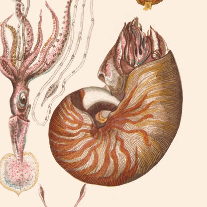 Affiche : Mollusques - Zoologie