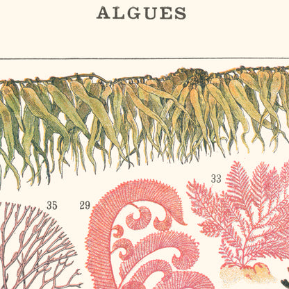 Poster: Algae