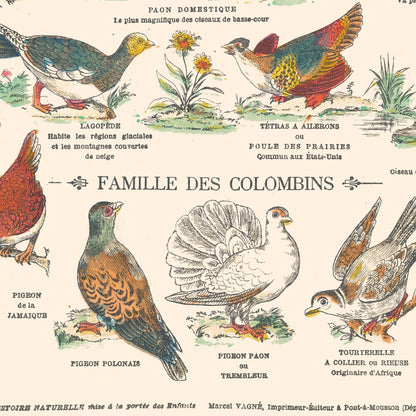 Affiche : Oiseaux, Gallinacés & Colombins - Planche éducative