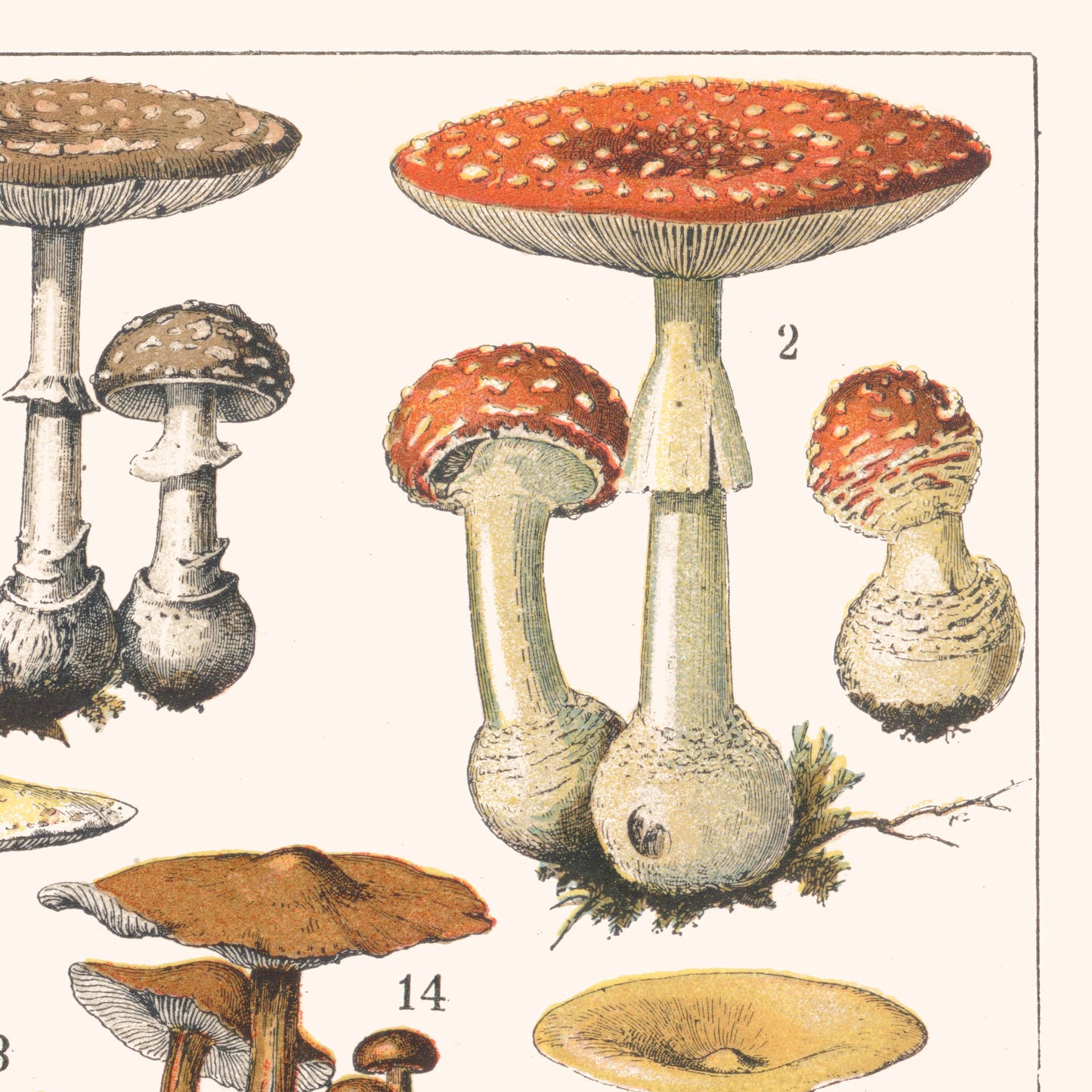 Toile : Champignons I