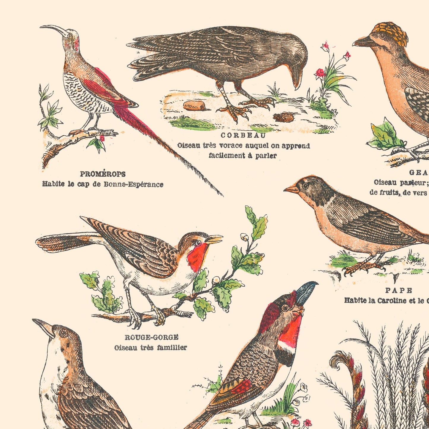 Affiche : Oiseaux, Passereaux II - Planche éducative