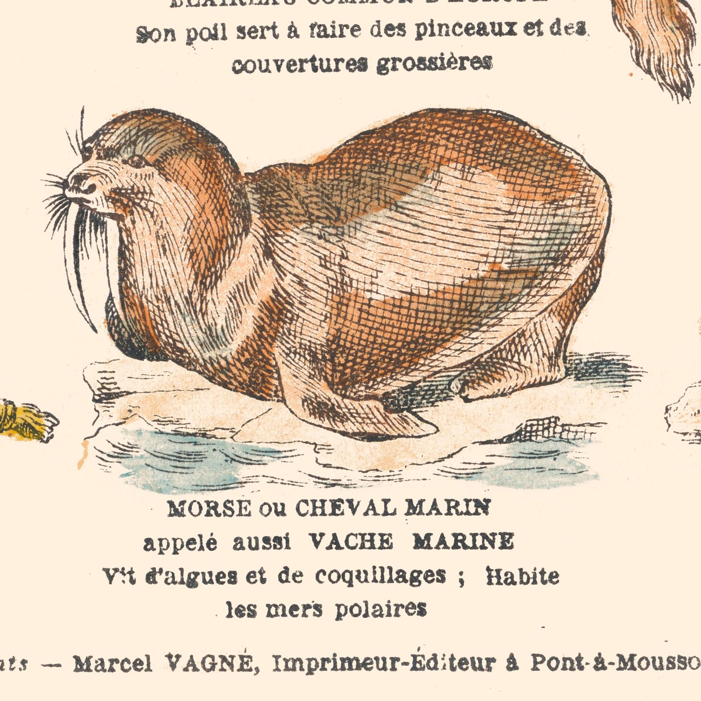 Affiche : Mammifères - Carnassiers - Planche éducative
