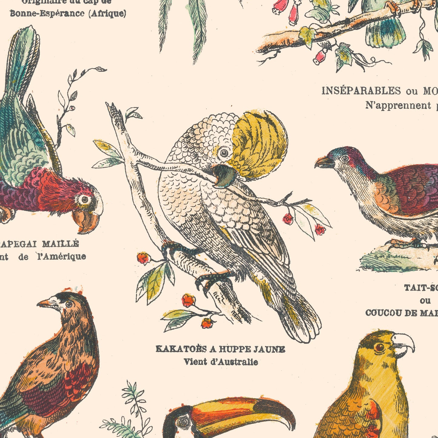 Affiche : Oiseaux, Grimpeurs - Planche éducative