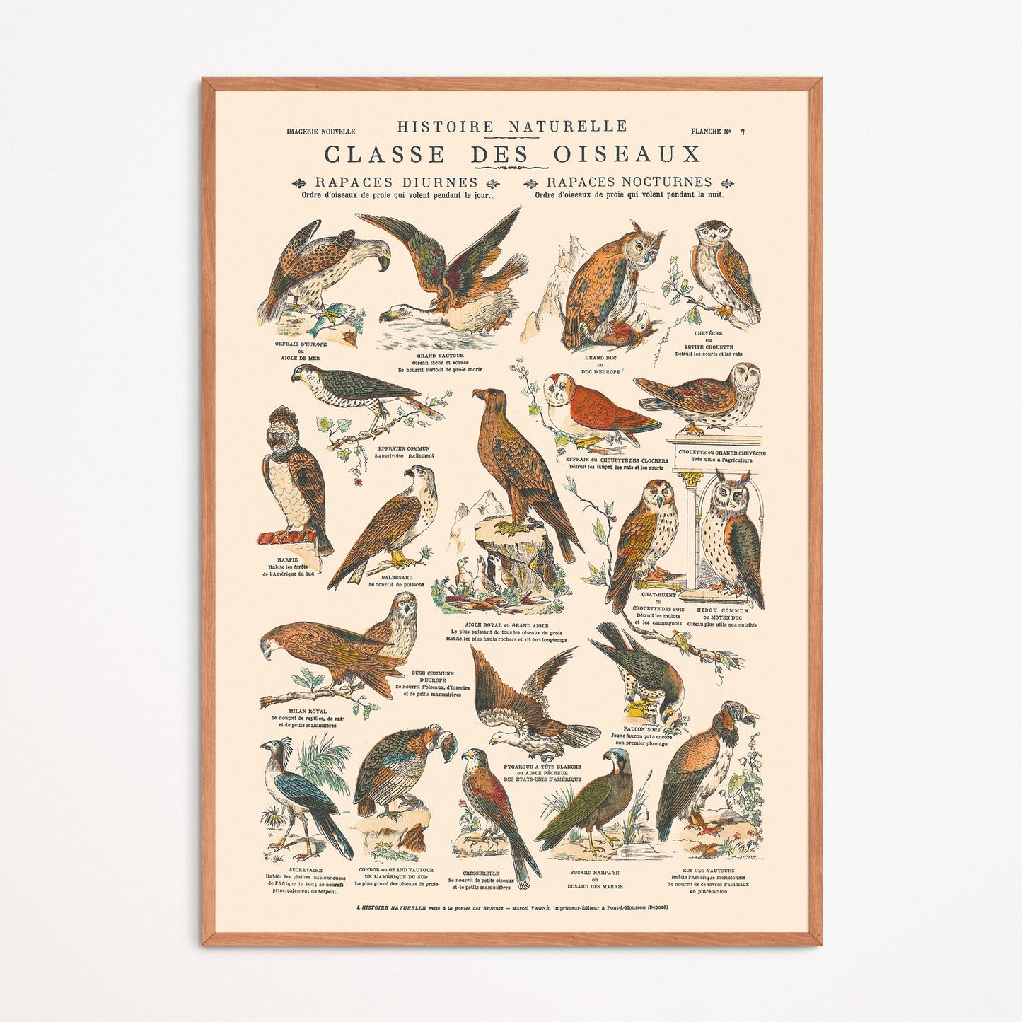 Affiche : Oiseaux, Rapaces Diurnes & Rapaces Nocturnes - Planche éducative