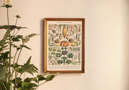 Affiche : Légumes et Plantes Potagères