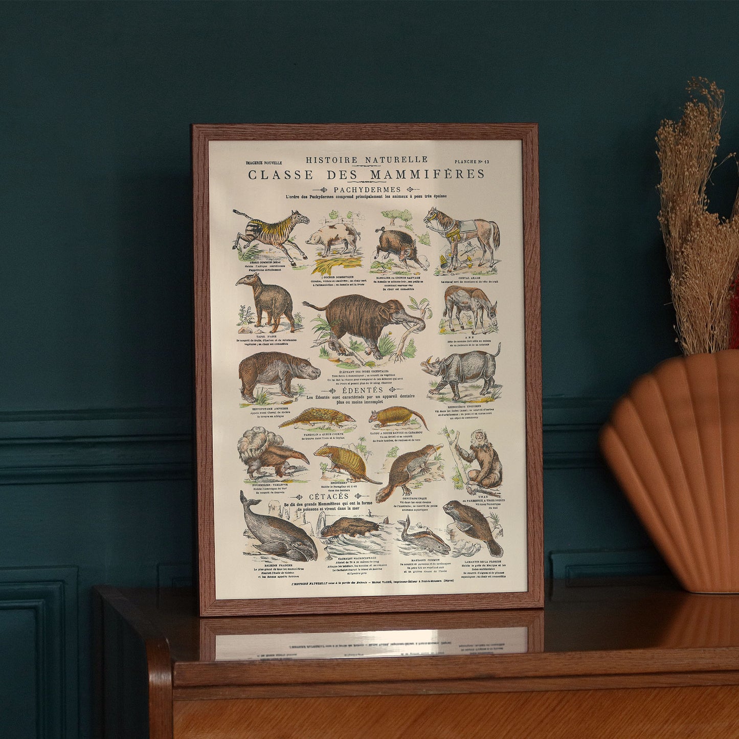 Poster: Mammals - Pachyderms - Educational board 