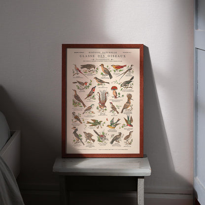 Affiche : Oiseaux, Passereaux II - Planche éducative