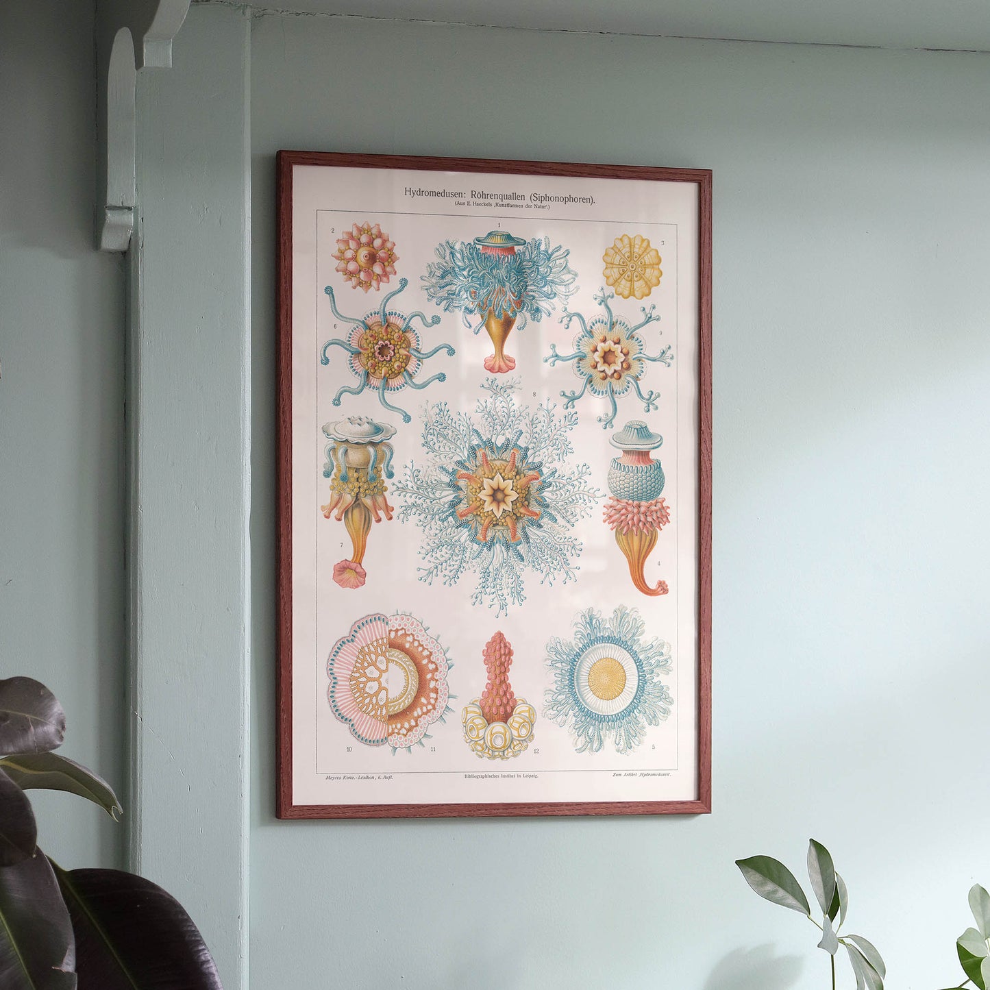 Affiche : Hydromedusen - Ernst Haeckel