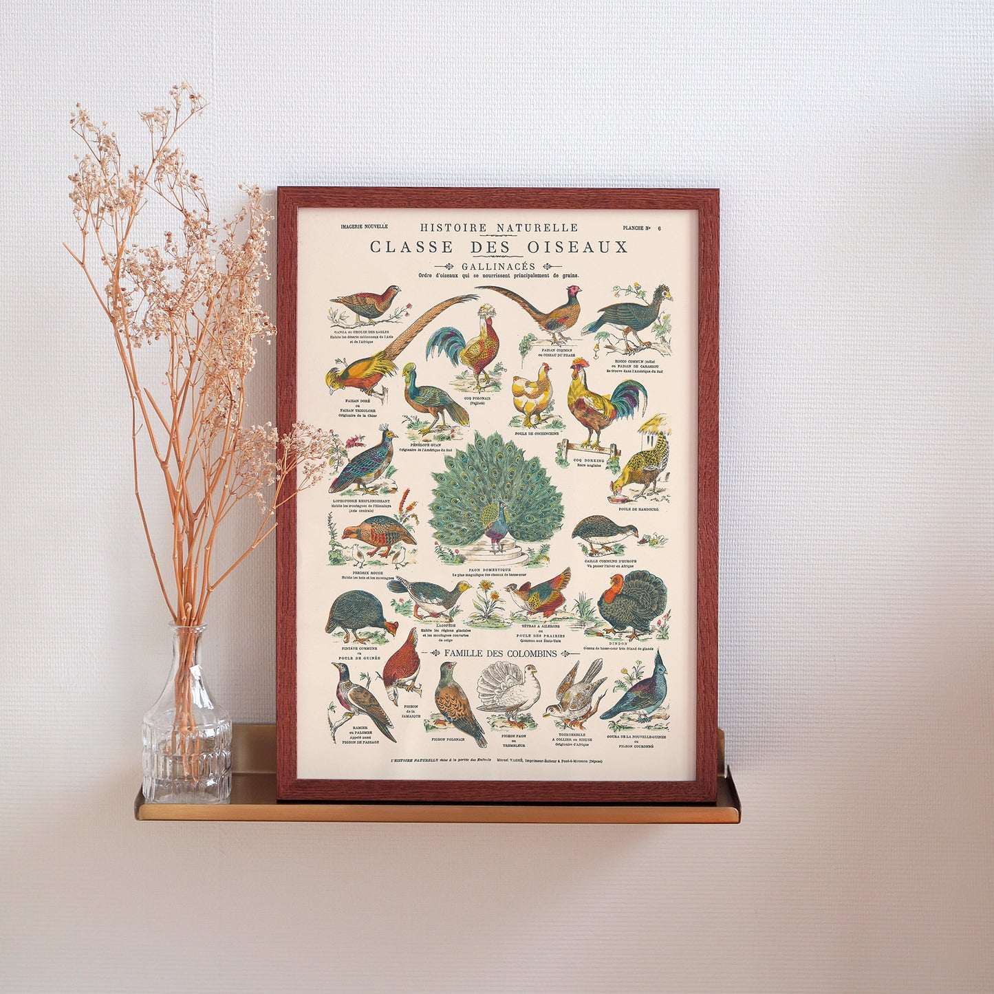 Poster: Birds, Gallinaceous Birds and Doves - Educational board