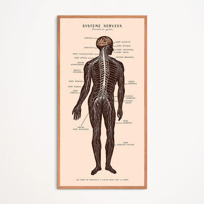 Poster: Nervous System