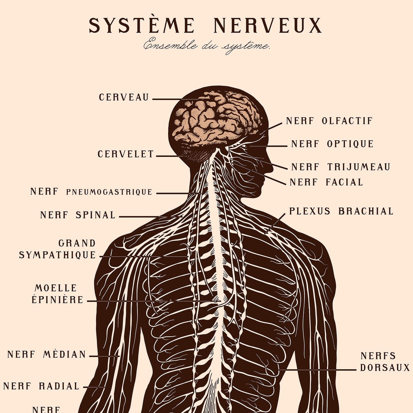 Affiche : Système Nerveux