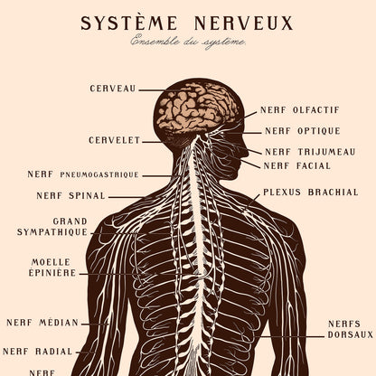 Poster: Nervous System