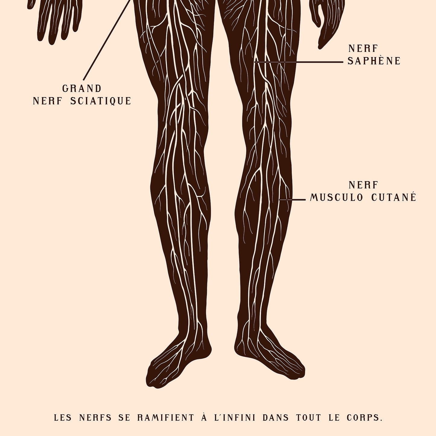 Poster: Nervous System